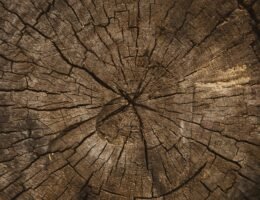 Volodymyr Hryshchenko 6YtOaq PyHY Unsplash Post Invecchiamento Primo Post 260x200