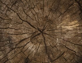 Volodymyr Hryshchenko 6YtOaq PyHY Unsplash Post Invecchiamento Primo Post 280x215