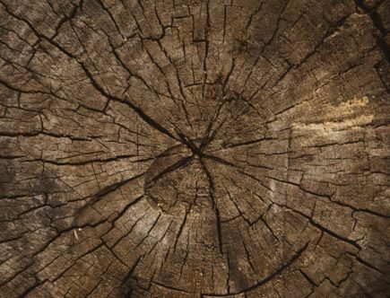 Volodymyr Hryshchenko 6YtOaq PyHY Unsplash Post Invecchiamento Primo Post 435x332