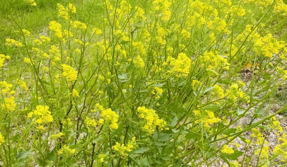 Svjetlo koje liječi: zašto je izlazak važan za njegovatelja i osobu o kojoj skrbi primavera 1